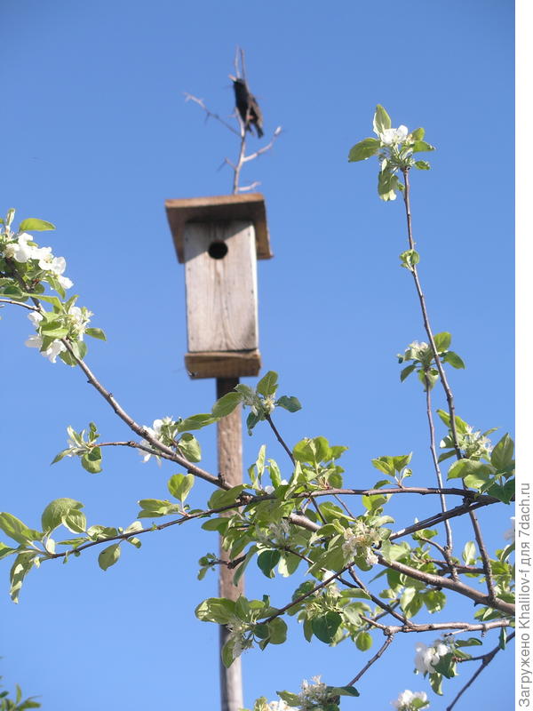 Хозяева прилетели.