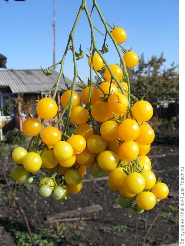 Кисть томата Вишня желтая