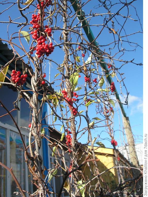 Лимонник китайский