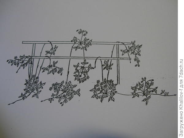 У некоторых сортов земляник, цветут и плодоносят не укорененные усы-розетки, образованные у этом же году. Например, сорт Гора Эверест, иногда называют Монд Эверест. )