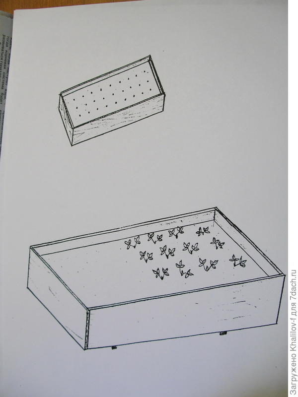 пикировка рассады земляники типа Александрии