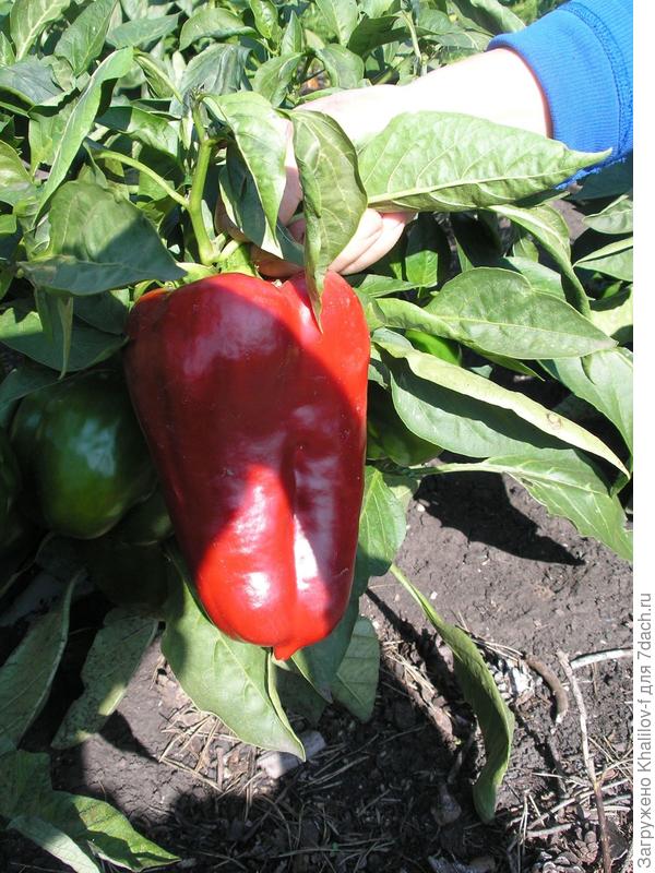 Вот перец на растении.