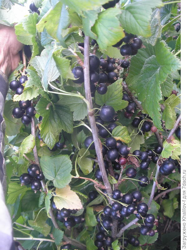 Урожайность смородины.