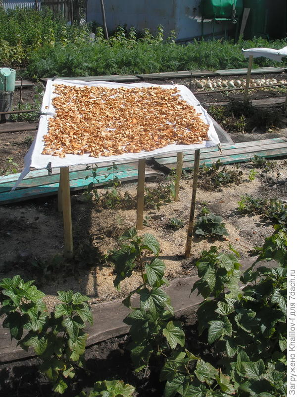 Сушка грибов, если надо яблок и прочих ягод и фруктов