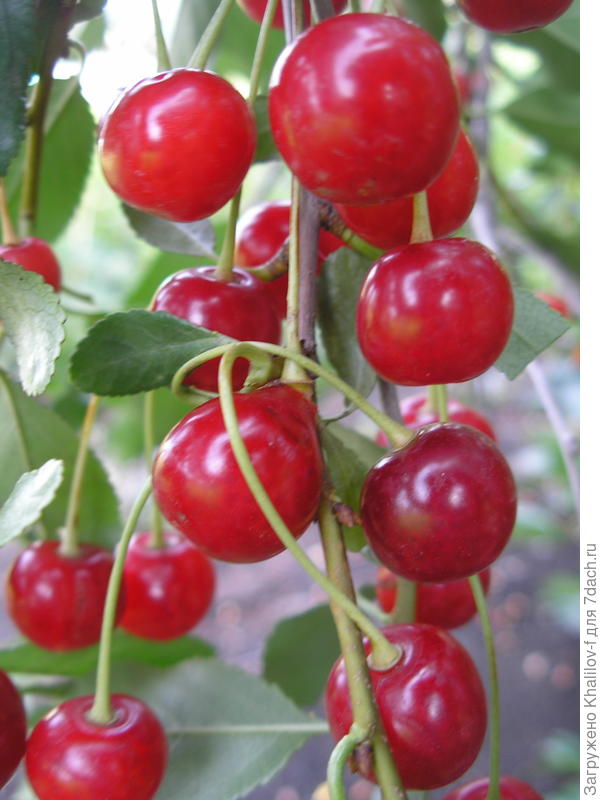 Плоды вишни маяк.