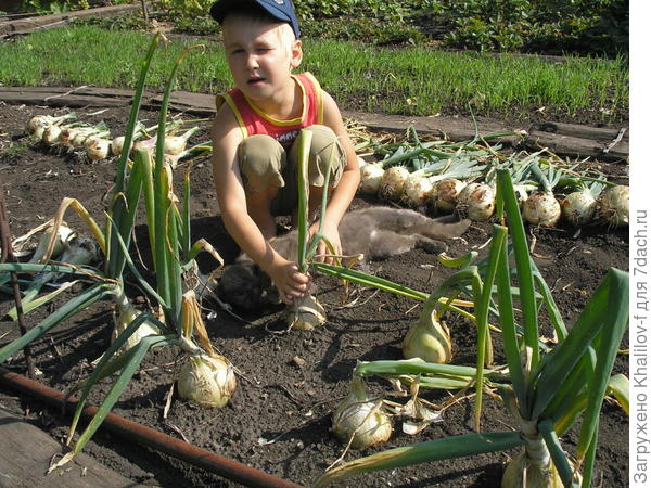 Лук вырос, подошло время убирать.