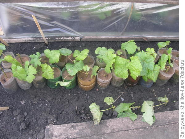 Вот посадки из зелёных черенков.