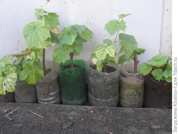 Вот из одревесневших черенков