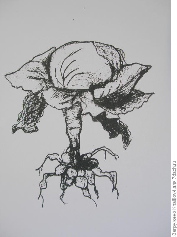 Болезнь кила капусты. На корнях видны наросты.