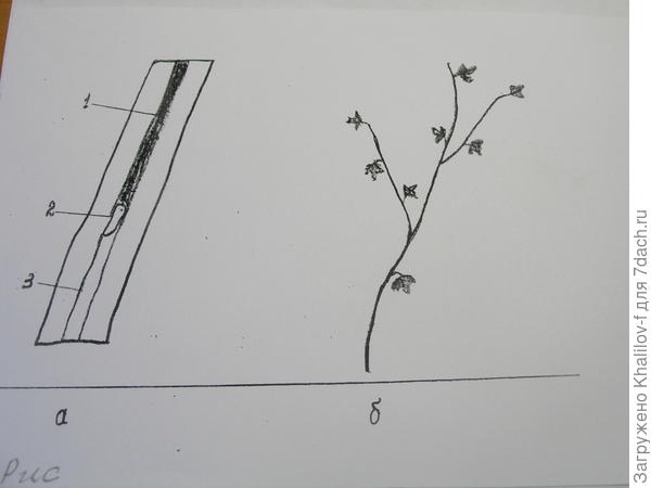 Вот выглядит ветка смородины повреждённая стеклянницей.