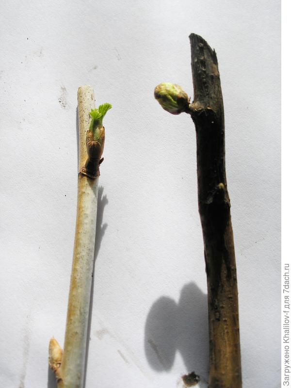 Слева НЕ повреждённые почки; справа века с повреждённой почкой. Она округлая и не распускается.
