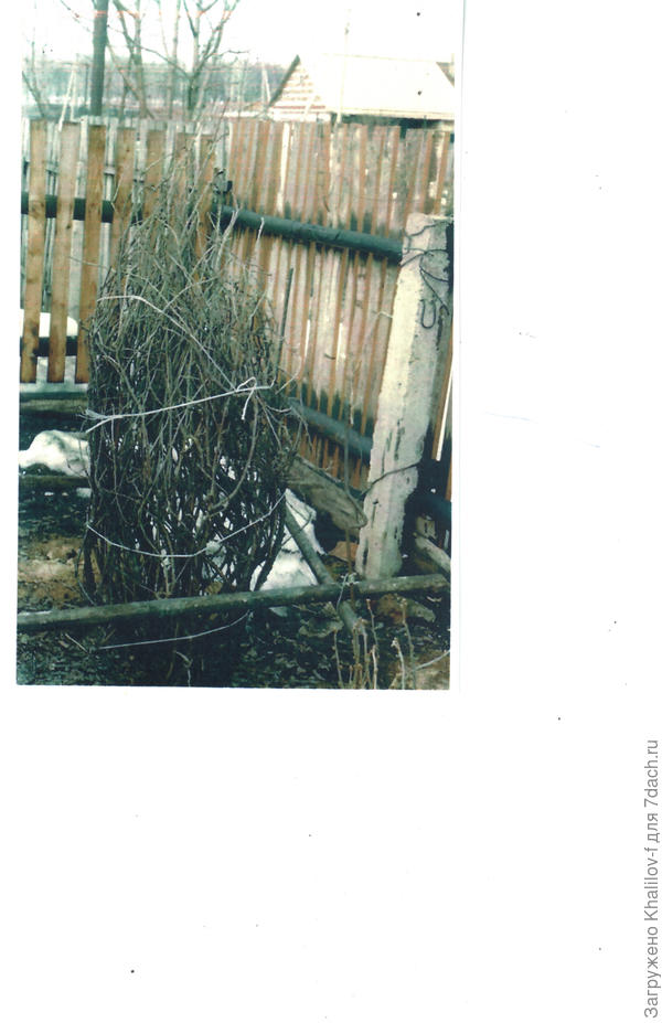 Подготовка куста смородины на зиму.