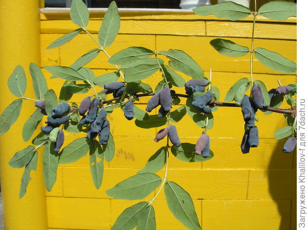 Созревает жимолость