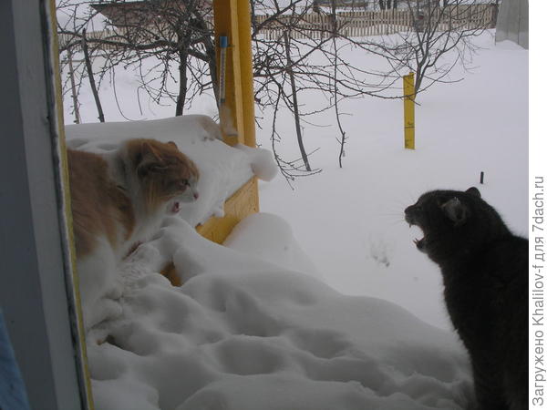 Пушок: наступил март, и у меня уже стали совсем другие заботы....