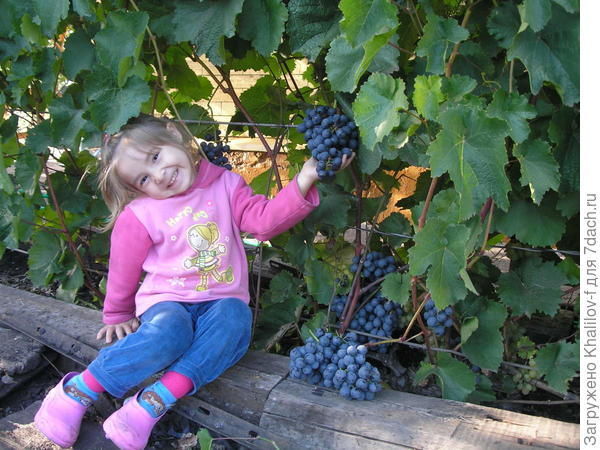 Виноград в Зелёной роще