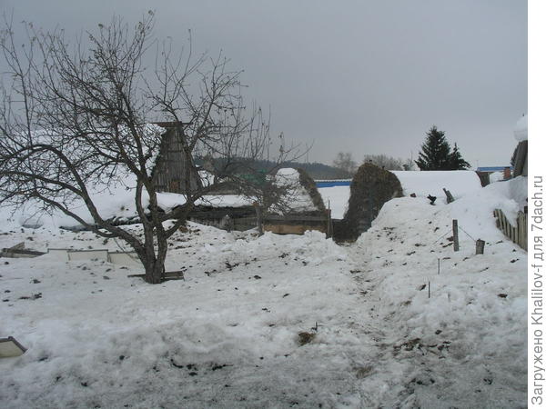 Сосед удобрения подарил.