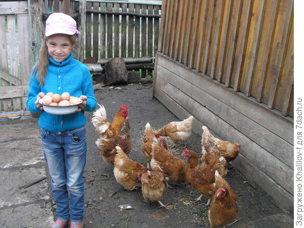 Внучка Наиля собрала яйца. Видно же, что много, она же, в конце концов не вынесла с холодильника и вчерашние, чтобы похвалиться.