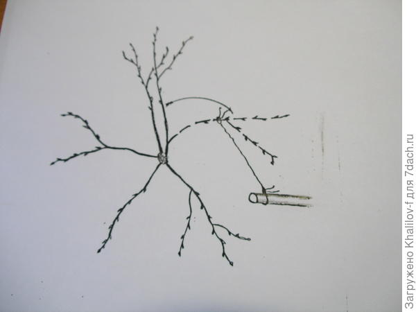 Исправление кроны однобокого дерева(вид сверху).