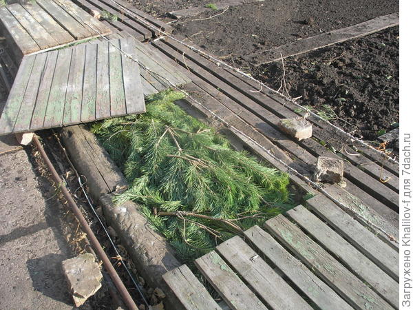 Вот так укрывать на зиму.