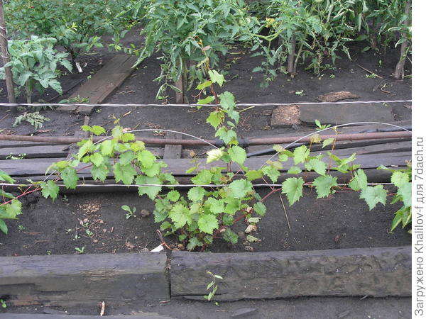 Посадка винограда. С двух сторон у меня шпалы, а не кирпичи.