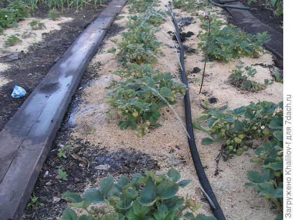 Так поливаются ряды земляники без меня &quot;сами&quot; . Полил левый ряд поворачиваю шланг отверстиями вправо и идет полив правого ряда