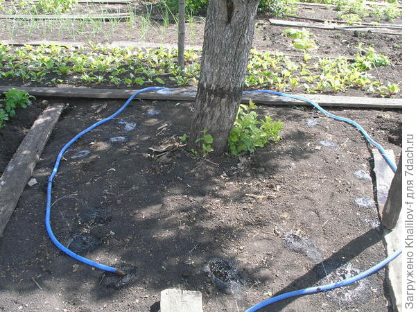 Вот так очень равномерно покругу поливаются большие деревья. Полил повернув отверстия внутрь круга, а потом можно повернуть отверстиями наружу