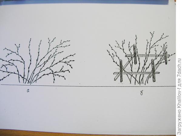Обрамление йошты, смородины, крыжовника.