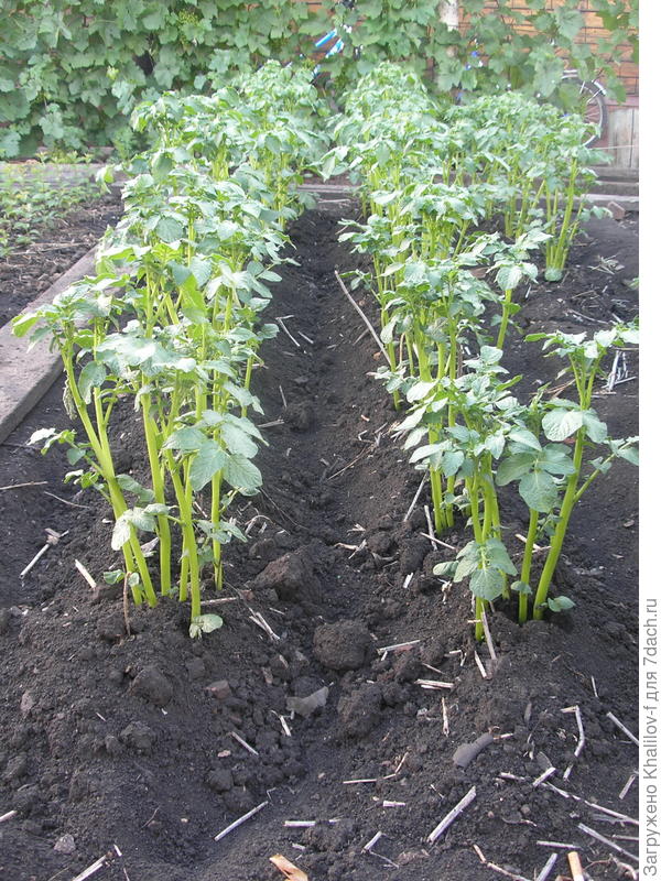 Картофель сорта адретта.