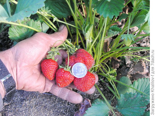 земляника Ред Гондлит