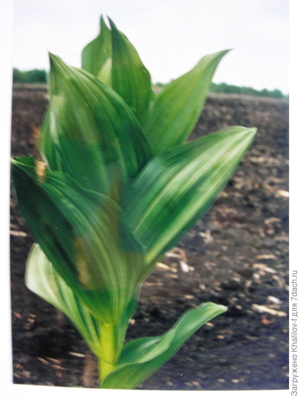 Чемерица Лобеля.