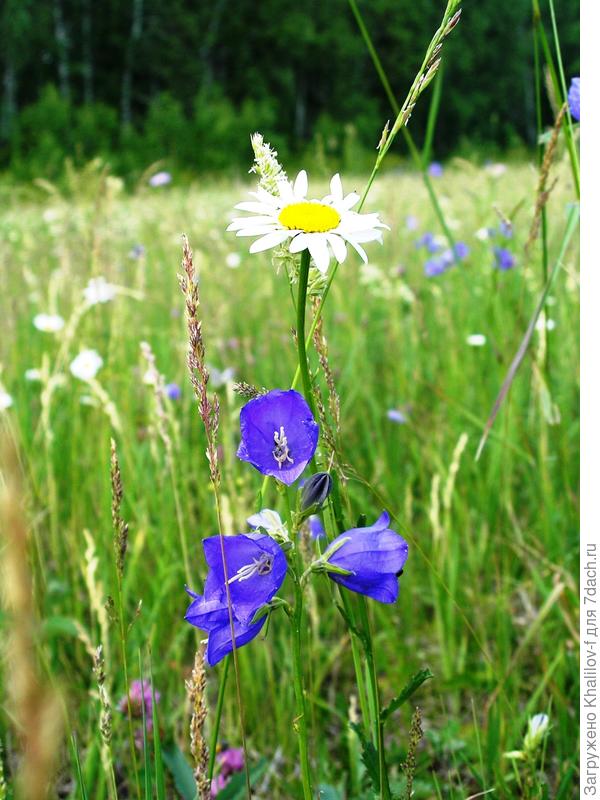 Цветок Макарову.