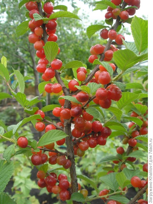 Созрели ягоды войлочной вишни.