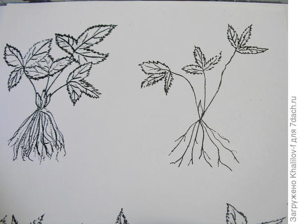 Слева розетка земляники пригодная к посадке: мощная корневая система и  хорошо развитые листья. Справа слабая, не пригодная к посадке розетка.