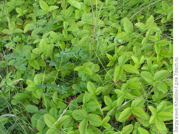 Вот это уже ягодник. Но его надо открыть рукой. Ягоды под листьями. Их много.
