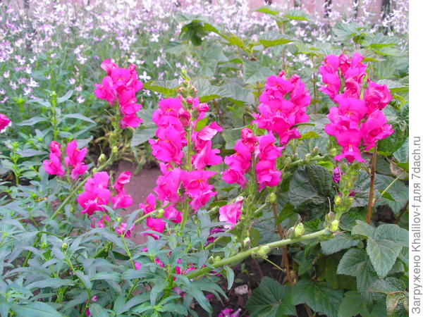 Цветы львиный зев