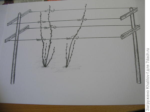 Схема шпалеры для малины.