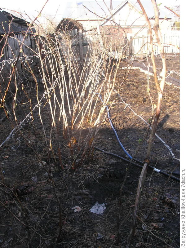 Шпалеры по факту, правда не очень чёткий снимок.