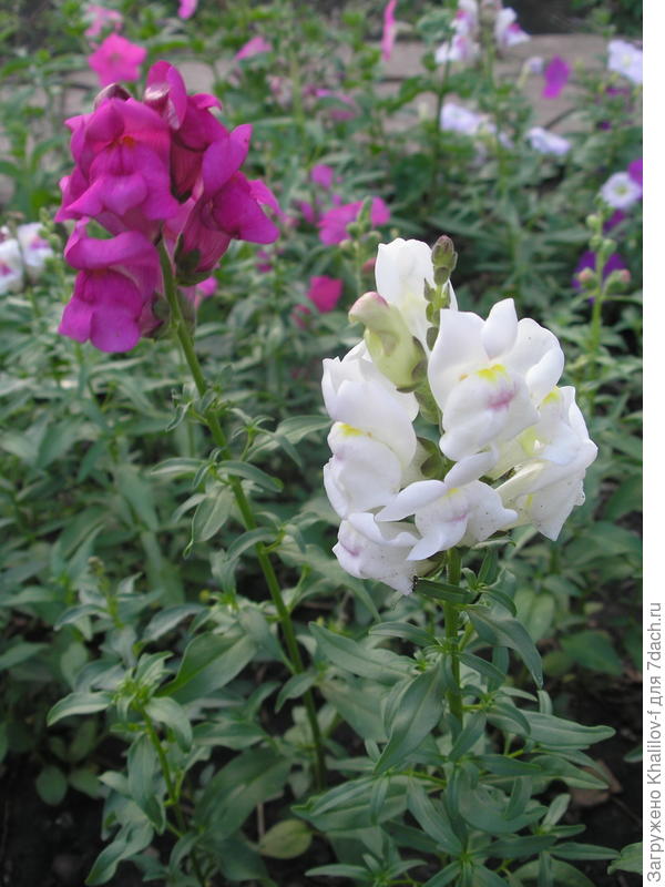 Львиный зев