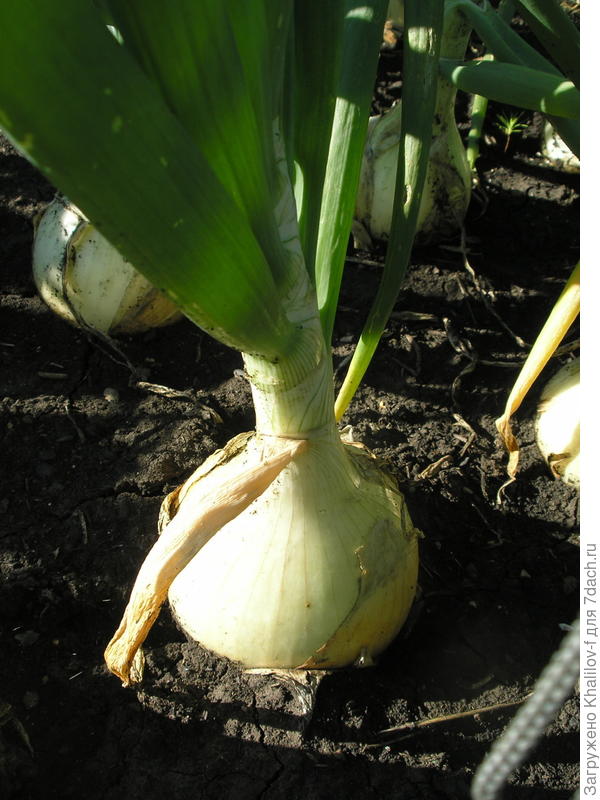 до уборки еще 1,5-2 недели.