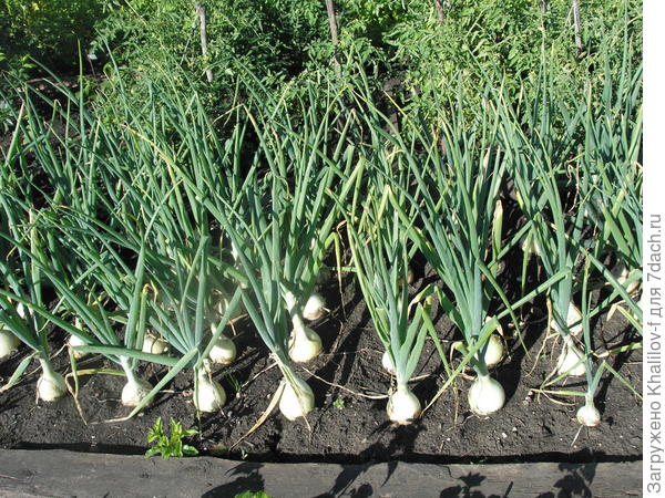 лук на грядке