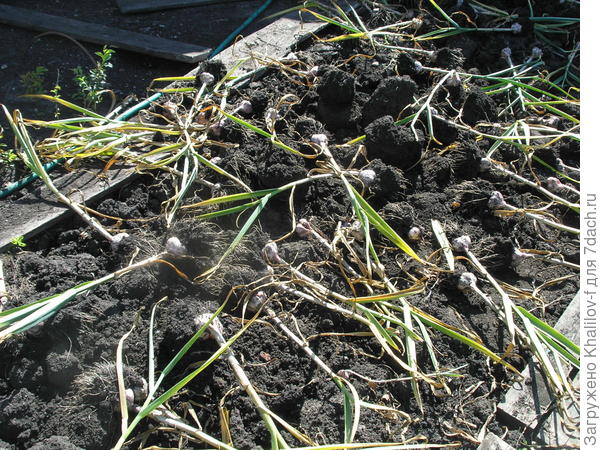 грядка с комками