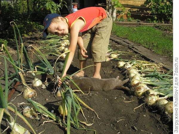Идет уборка лука Эксибишен.