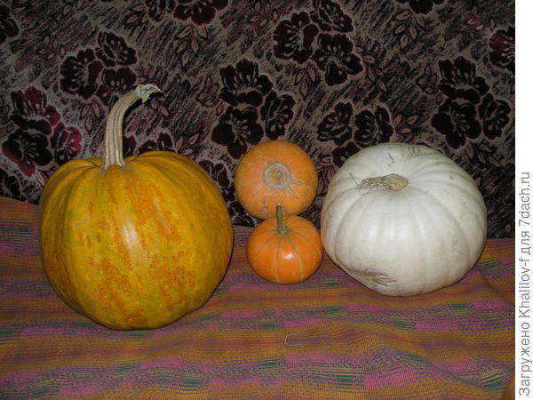 В середине тыква Улыбка.