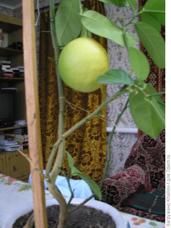 Комнатный лимон.