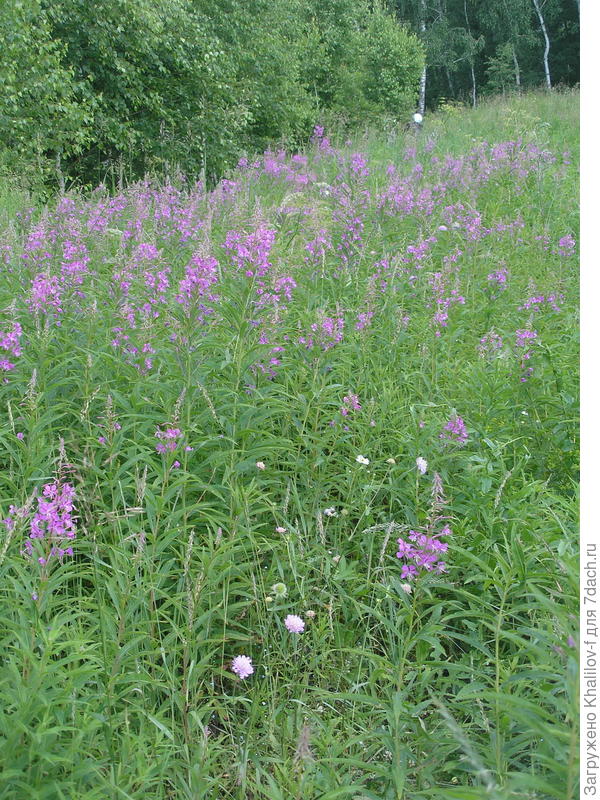 Вот его заросли - поле целое