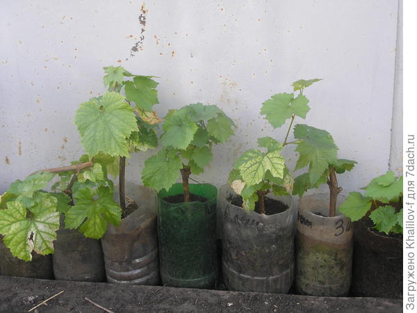 Вот размножение чубуками.