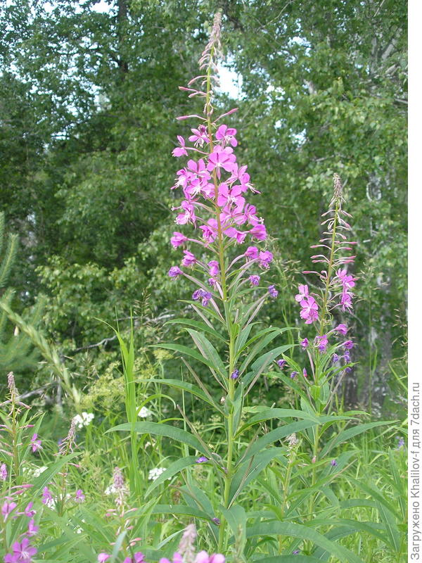Вот он родимый- любимый....