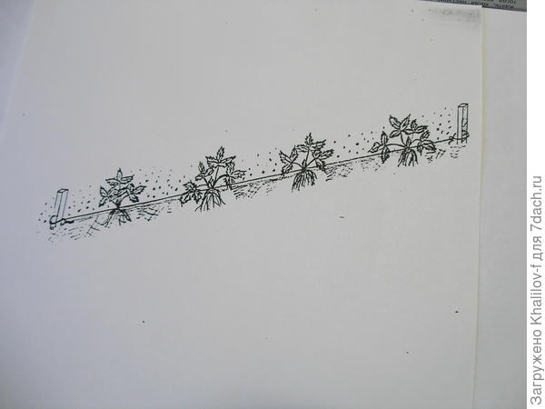 Посадка земляники по шнуру