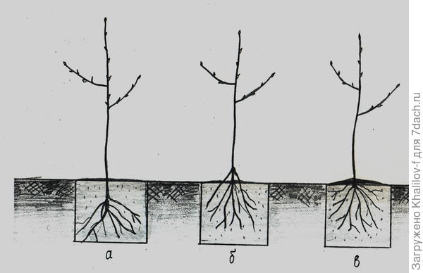 ошибки при посадке дерева: а) не правильно, корневая система сильно заглублена, с годами дерево погибнет, б) не правильно, дерево посажено высоко корни наружу, дерево будет страдать.в) дерево посажено правильно.
