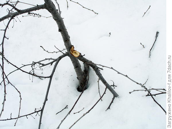 При весеннем оседании снег выдернул ветку со ствола.